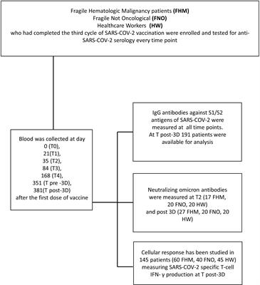 Dynamics of humoral and cellular response to three doses of anti-SARS-CoV-2 BNT162b2 vaccine in patients with hematological malignancies and older subjects